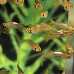 紅薊　ベニアザミ　幼魚　10匹の画像