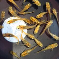 紅薊　ベニアザミ　幼魚　10匹の画像