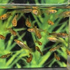 紅薊　ベニアザミ　幼魚　10匹の画像