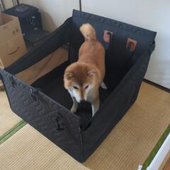 ペット用ドライブボックス大の画像