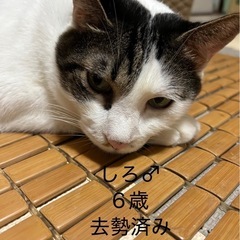 4匹の猫 里親さま募集です  【急募】