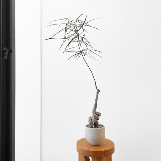 観葉植物 ブラキキトン ボトルツリー 110cm