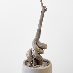 観葉植物 ブラキキトン ボトルツリー 110cmの画像