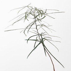 観葉植物 ブラキキトン ボトルツリー 110cmの画像