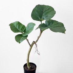 観葉植物 フィカス ウンベラータ の画像