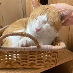 捨てられていた人見知りゼロの可愛い男の子です