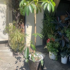 観葉植物　ツピタンサス　高さ１６０センチの画像
