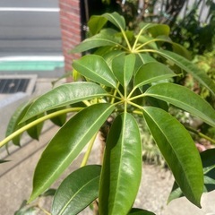 観葉植物　ツピタンサス　高さ１６０センチの画像