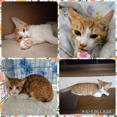茶白 男の子 4ヶ月 抱っこできます✨ 子猫 里親募集