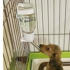 ペット用給水器　新品の画像