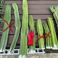 柱サボテン売りますの画像