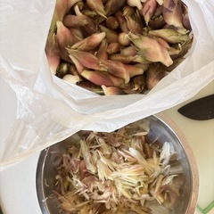 みょうがの画像