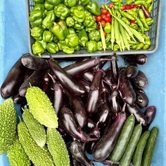 【 無農薬 】新鮮野菜セットの画像