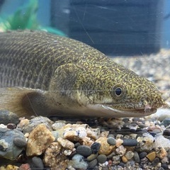 ポリプテルス　セネガルス　トゥルカナ湖産の画像