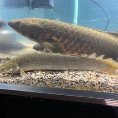 ポリプテルス　セネガルス　トゥルカナ湖産の画像