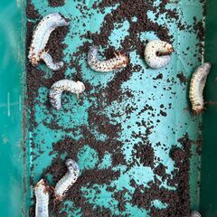 アトラスオオカブト　（幼虫）の画像