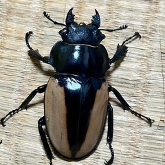 ブルマイスターツヤクワガタの画像