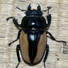 ブルマイスターツヤクワガタの画像