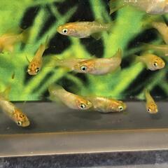 黄金鼈甲　オウゴンベッコウ　トリオ(♂️1♀️2)の画像