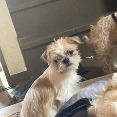 シーズーとパグのミックス