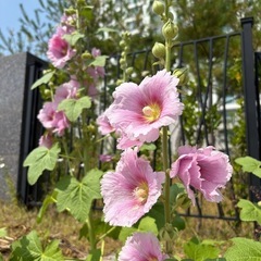 自分探しの韓国語学び(K-pop)の画像