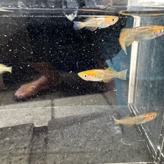 アマテラスの画像