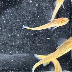 アマテラスの画像