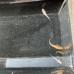 楊貴妃✖︎和墨の画像