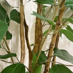 【高品質】フェイクグリーン/ニトリ/観葉植物　の画像