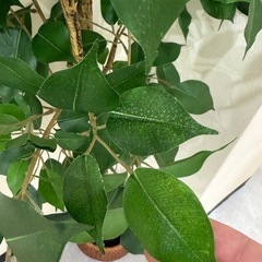 【高品質】フェイクグリーン/ニトリ/観葉植物　の画像