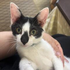 鼻コアラの可愛い男子猫です
