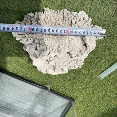 60cm水槽　水槽台　珊瑚　ガラス蓋　セットでの画像