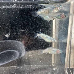 煌の画像