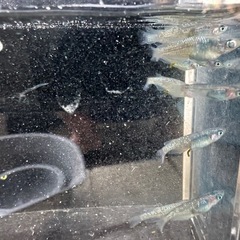 煌の画像