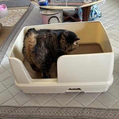 猫用トイレ
の画像