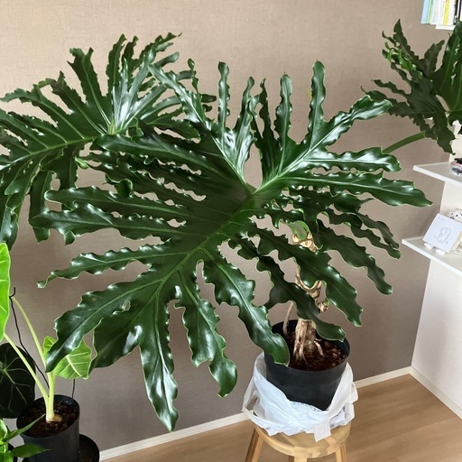 観葉植物　セローム