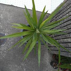 ユッカエレファンティペス（鉢付き）の画像