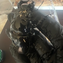 タランドゥスオオツヤクワガタ ♂76.5単の画像