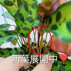 ﾜｻ(ง * ॑˘ ॑* )วﾜｻカラテアさん😊新葉展開中❣️の画像