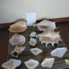 貝殻2の画像