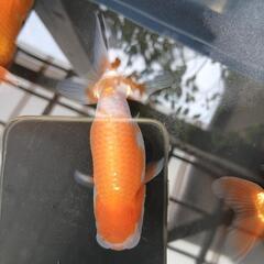 ランチュウの画像