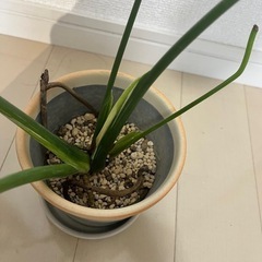 【観葉植物】モンステラタイコンステレーション＋フィロデンドロンバーキンの画像