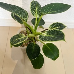 【観葉植物】モンステラタイコンステレーション＋フィロデンドロンバーキンの画像
