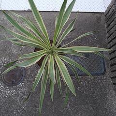 ユッカグロリオサバリエガータ（鉢付き）の画像