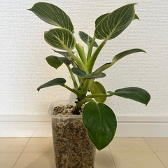 【観葉植物】モンステラタイコンステレーション＋フィロデンドロンバーキンの画像