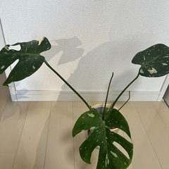 【観葉植物】モンステラタイコンステレーション＋フィロデンドロンバーキンの画像