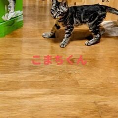 地域猫の母猫さんを保護・お家の中で産まれた仲良し兄弟里親さん募集...