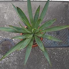 ユッカグロリオサ（鉢付き）の画像