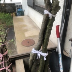 薪 、乾燥済み 、無料 の画像