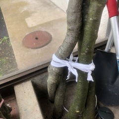 薪 、乾燥済み 、無料 の画像